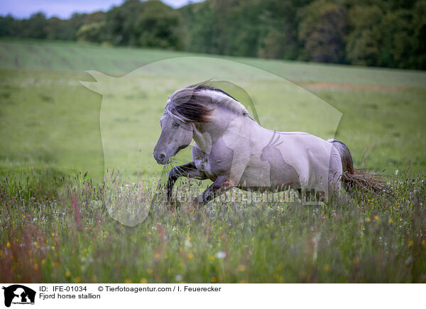 Fjordpferd Hengst / Fjord horse stallion / IFE-01034