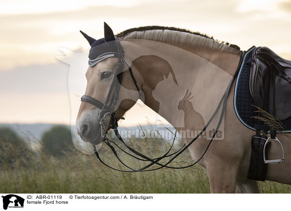 Fjordpferd Stute / female Fjord horse / ABR-01119