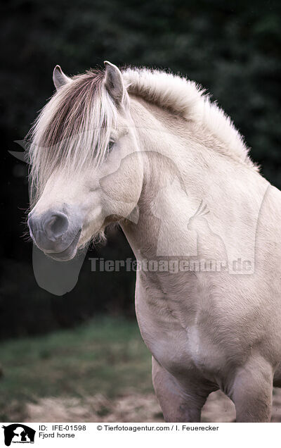 Fjord horse / IFE-01598