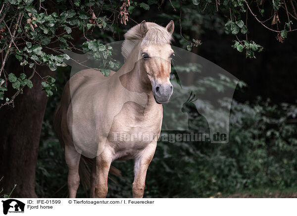 Fjordpferd / Fjord horse / IFE-01599