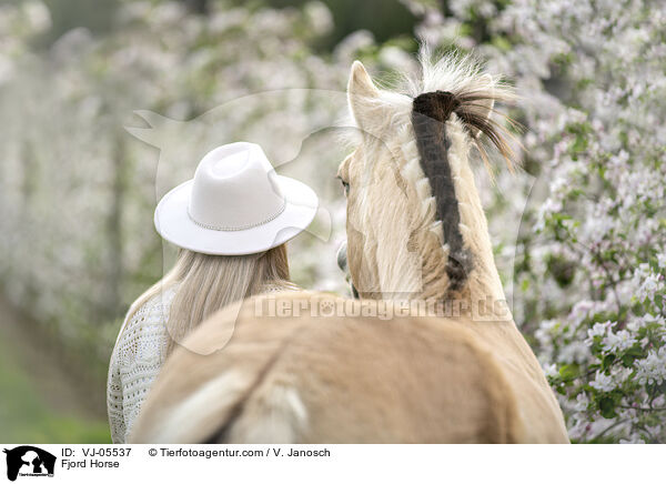 Fjordpferd / Fjord Horse / VJ-05537