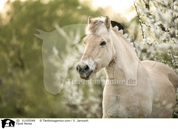 Fjordpferd / Fjord Horse / VJ-05546