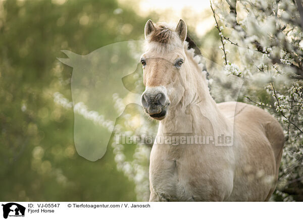 Fjordpferd / Fjord Horse / VJ-05547