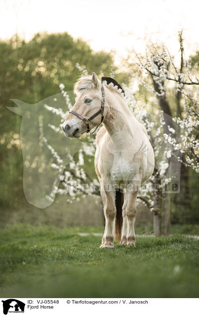 Fjordpferd / Fjord Horse / VJ-05548