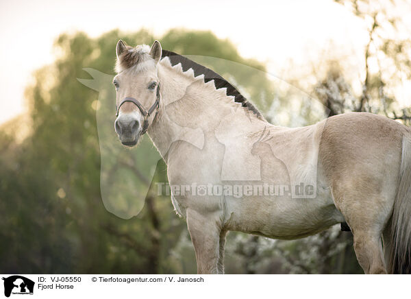 Fjordpferd / Fjord Horse / VJ-05550