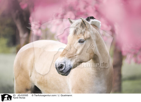 Norweger / Fjord Horse / JQ-02095