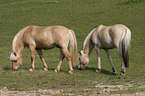 grazing horses