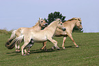 running horses