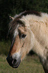 old fjord horse