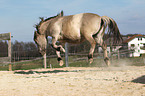 bucking Fjord horse