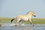 galloping Fjord