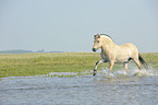 galloping Fjord