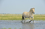 trotting Fjord