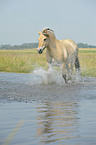 trotting Fjord