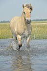 trotting Fjord