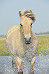 trotting Fjord