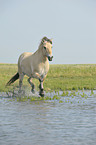 trotting Fjord