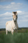 Fjord horse