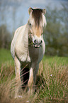 Fjord horse