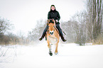 Norwegian Fjord Horse in snow