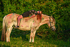 woman and Fjordhorse