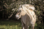 Fjord horse portrait