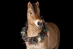 Fjord horse in studio