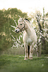 Fjord Horse