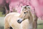 Fjord Horse