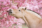 Fjord Horse