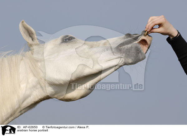 Araber Portrait / arabian horse portrait / AP-02650