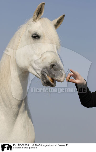 Araber Portrait / arabian horse portrait / AP-02655