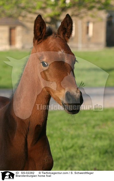 Brandenburgian horse foal / SS-02282