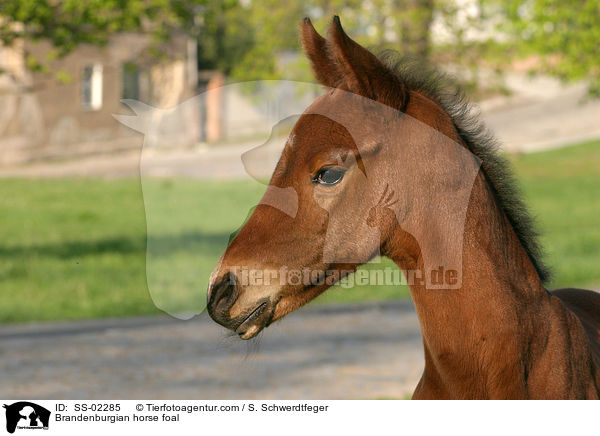 Brandenburgian horse foal / SS-02285