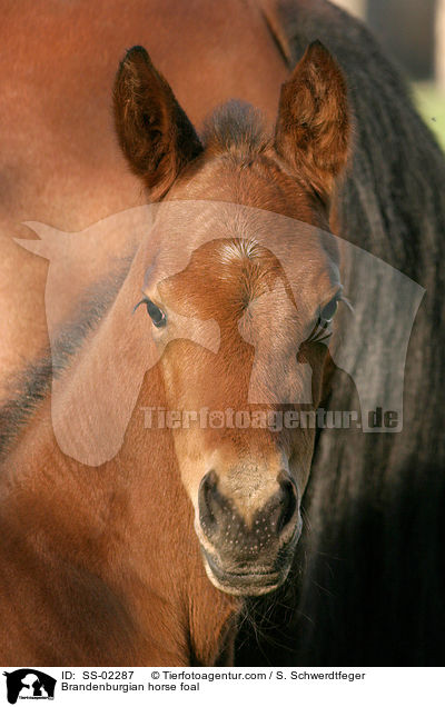 Brandenburgian horse foal / SS-02287