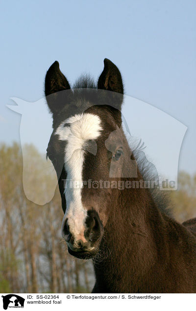 Warmblut Fohlen mit Blesse / warmblood foal / SS-02364