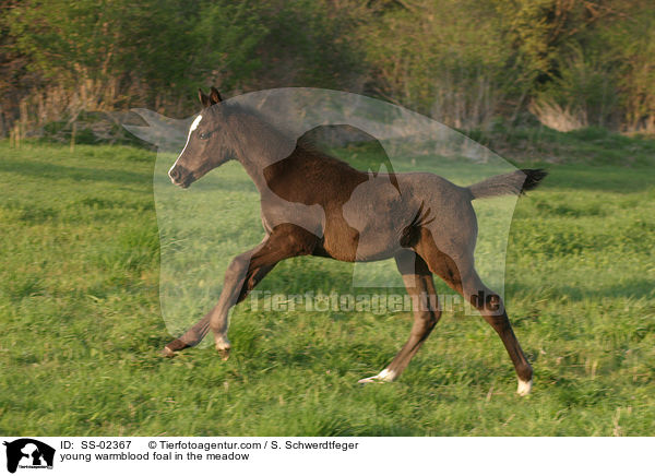 junges Warmblut Fohlen auf der Weide / young warmblood foal in the meadow / SS-02367