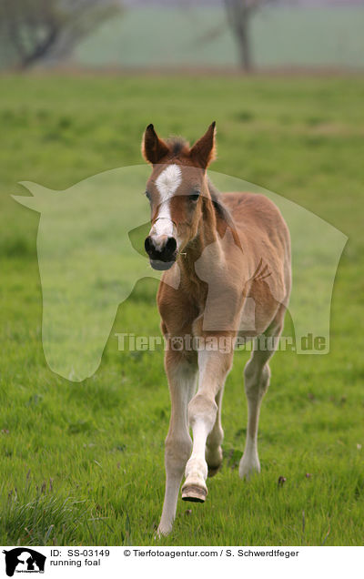 rennendes Fohlen / running foal / SS-03149