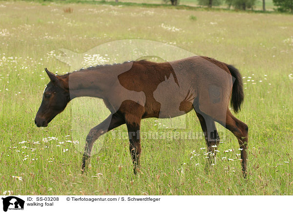 laufendes Fohlen / walking foal / SS-03208