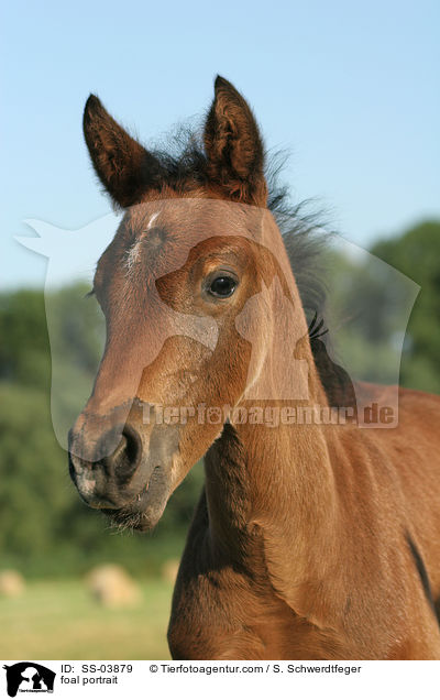 Fohlen Portrait / foal portrait / SS-03879