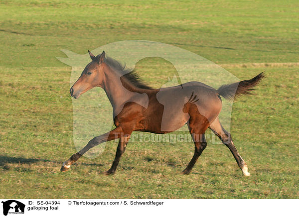 galoppierendes Fohlen / galloping foal / SS-04394