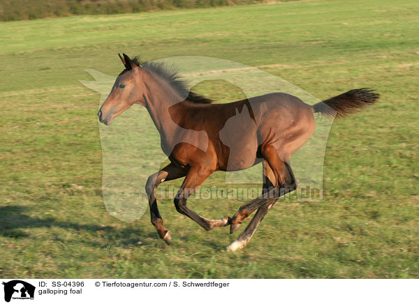 galoppierendes Fohlen / galloping foal / SS-04396