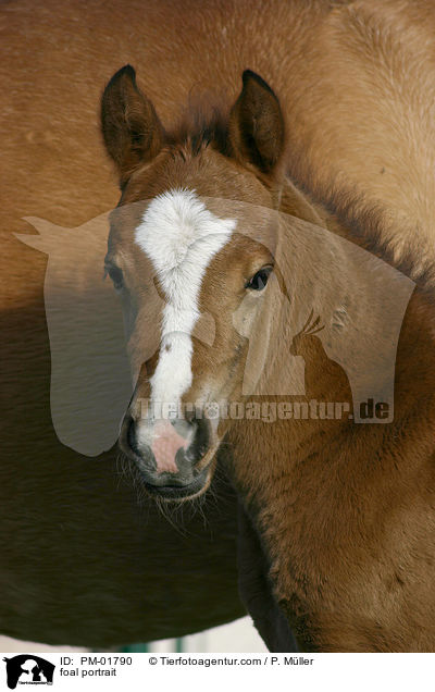 Fohlen Portrait / foal portrait / PM-01790