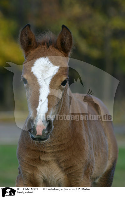 Fohlen Portrait / foal portrait / PM-01801