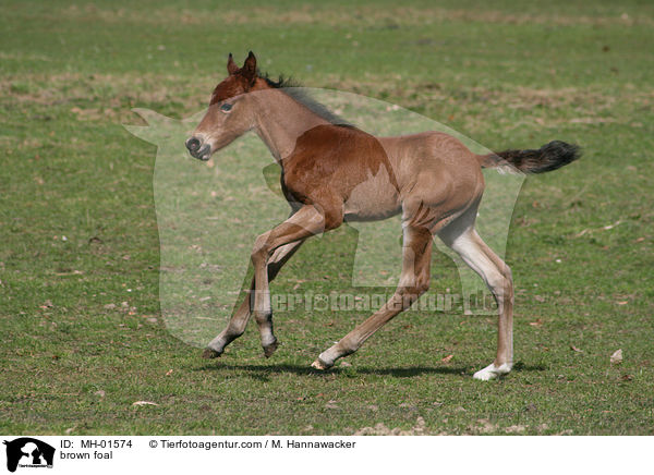 brown foal / MH-01574