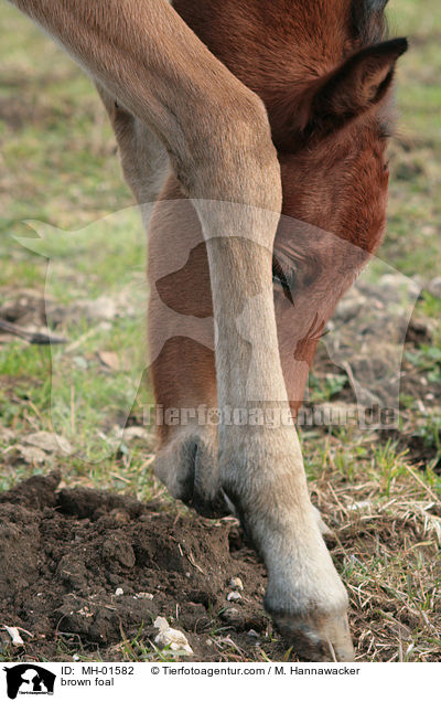 braunes Fohlen / brown foal / MH-01582