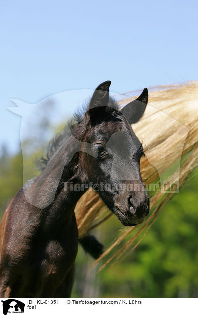 Fohlen / foal / KL-01351