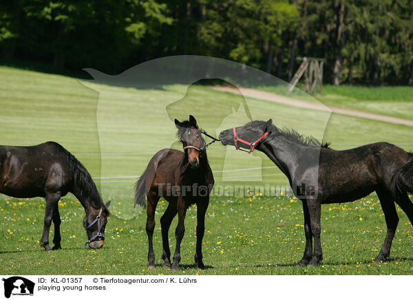 Junghengste auf der Weide / playing young horses / KL-01357