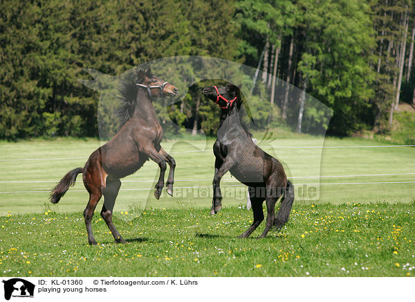 Junghengste auf der Weide / playing young horses / KL-01360