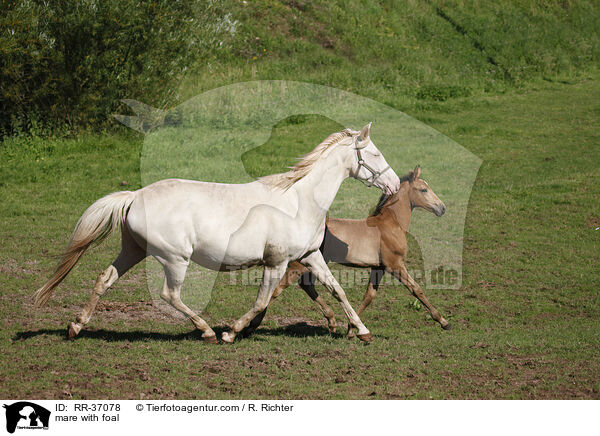 Stute mit Fohlen / mare with foal / RR-37078